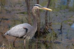 Great Blue Heron in a Marsh